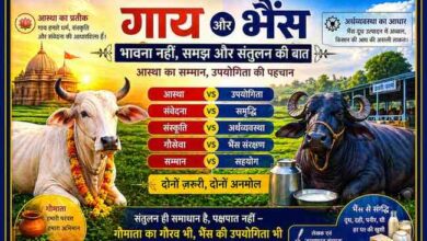 गाय और भैंस के बीच तुलना दिखाती रंगीन लैंडस्केप इमेज, जिसमें एक तरफ पूजनीय गाय और दूसरी तरफ दुग्ध उत्पादन करती भैंस को दर्शाया गया है, साथ में लेखक अनिल अनूप की तस्वीर भी शामिल