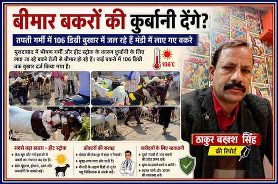 मुरादाबाद की बकरा मंडी में भीषण गर्मी के कारण बीमार पड़ रहे बकरों के साथ रिपोर्टर ठाकुर बख्श सिंह की फीचर इमेज