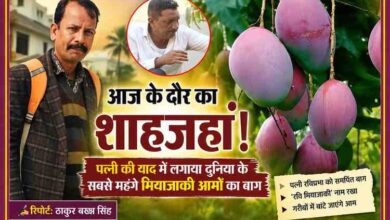सहारनपुर के किसान शक्ति सिंह द्वारा पत्नी की स्मृति में लगाए गए मियाज़ाकी आमों के बाग की तस्वीर, साथ में रिपोर्टर ठाकुर बख्श सिंह की फोटो।