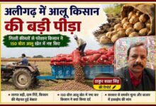अलीगढ़ के भिलावटी गांव में आलू की गिरती कीमतों से परेशान किसान ट्रैक्टर-ट्रॉली से आलू खेत में गिराते हुए, साथ में रिपोर्टर ठाकुर बख्श सिंह की तस्वीर।