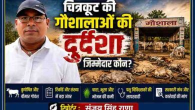 रिपोर्टर संजय सिंह राणा के साथ चित्रकूट की गोशाला में कुपोषित गोवंशों की स्थिति दर्शाती फीचर इमेज।