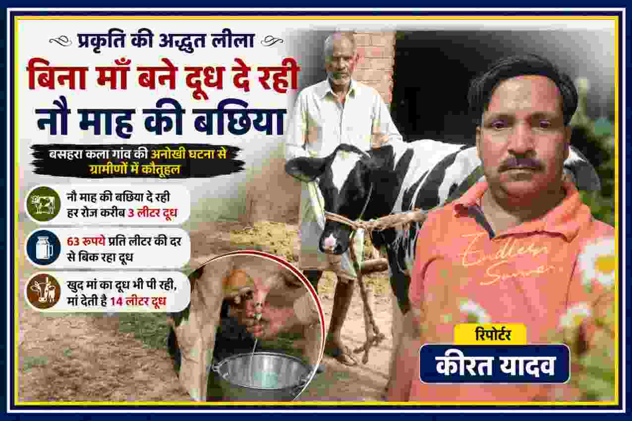 जौनपुर में नौ माह की बछिया बिना बच्चा दिए दूध देती हुई, पशुपालक और रिपोर्टर कीरत यादव के साथ फीचर इमेज