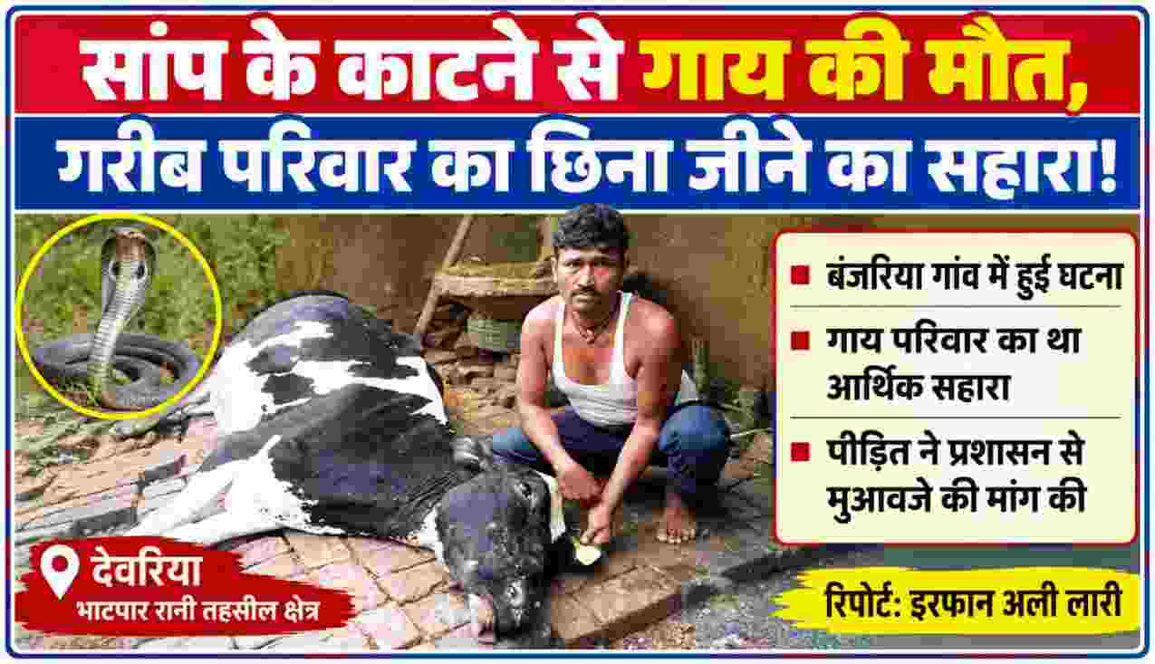 देवरिया के बंजरिया गांव में सांप के काटने से मृत गाय के पास बैठा पीड़ित परिवार का व्यक्ति