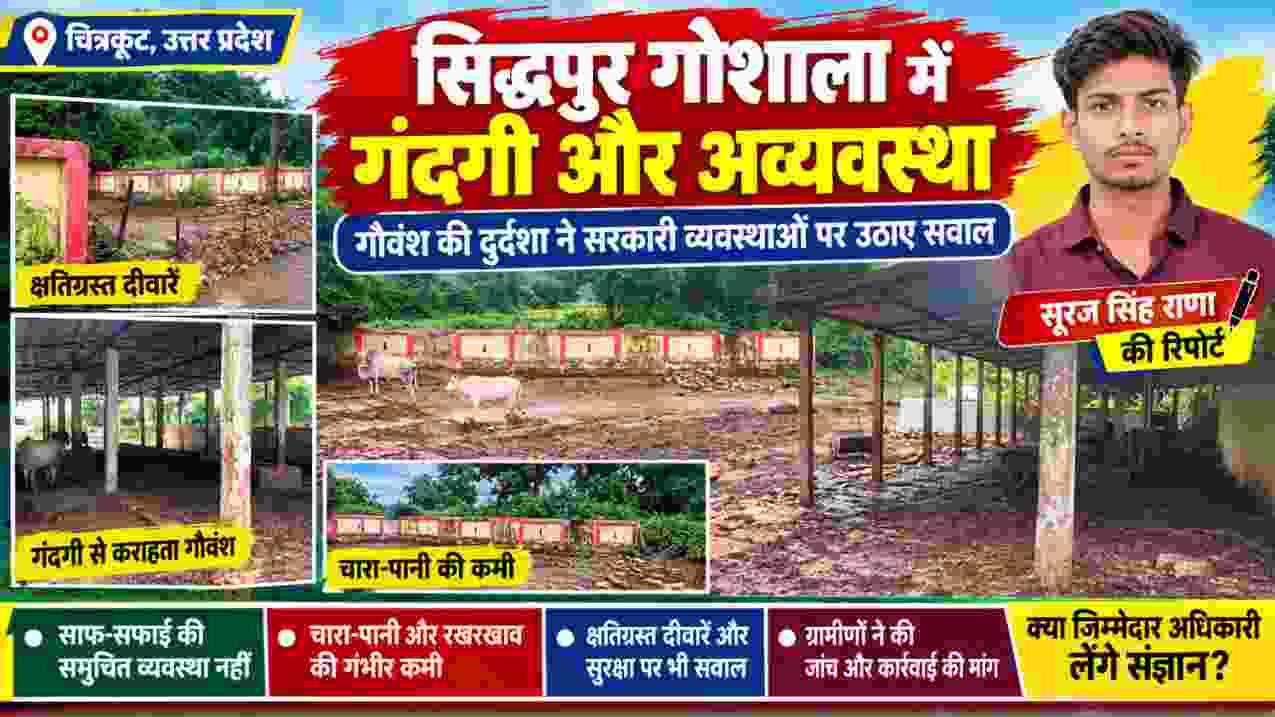चित्रकूट के सिद्धपुर गोशाला में गंदगी, कीचड़, क्षतिग्रस्त दीवारें और अव्यवस्थाओं के बीच गौवंश