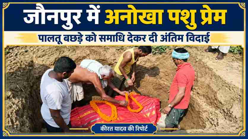 जौनपुर के चक गोविंदपुर में पालतू बछड़े को समाधि देकर अंतिम विदाई देते ग्रामीण