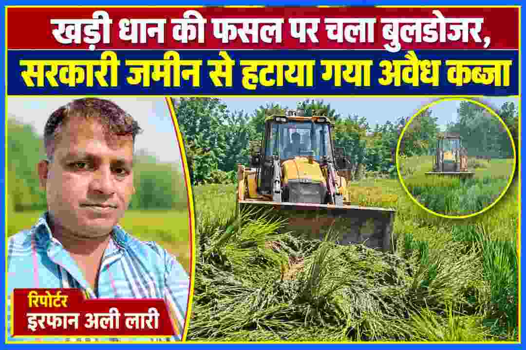 सरकारी भूमि पर खड़ी धान की फसल हटाते बुलडोजर और रिपोर्टर इरफान अली लारी
